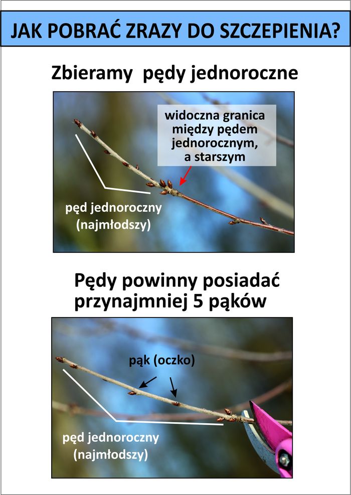 Plakat informujący jak pobrać zrazy do szczepienia