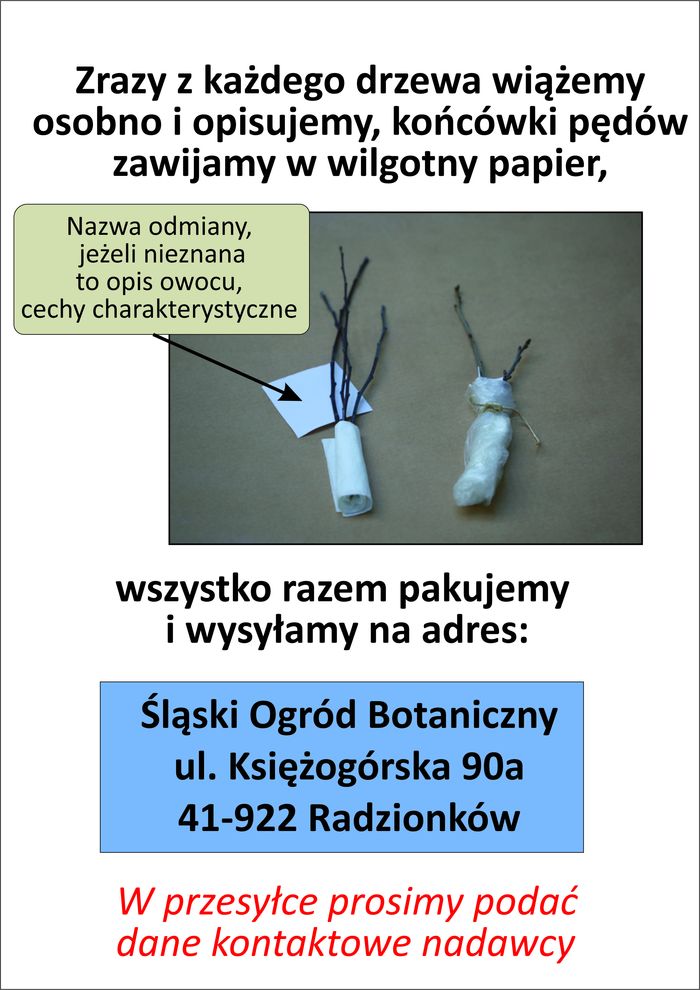 Plakat informujący o tym jak związać zrazy z pędów